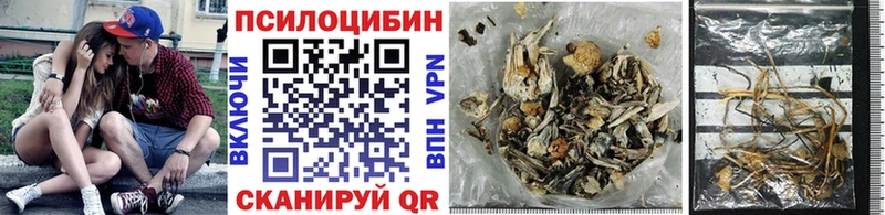 Купить  Жуковский  Псилоцибиновые грибы Psilocybe 